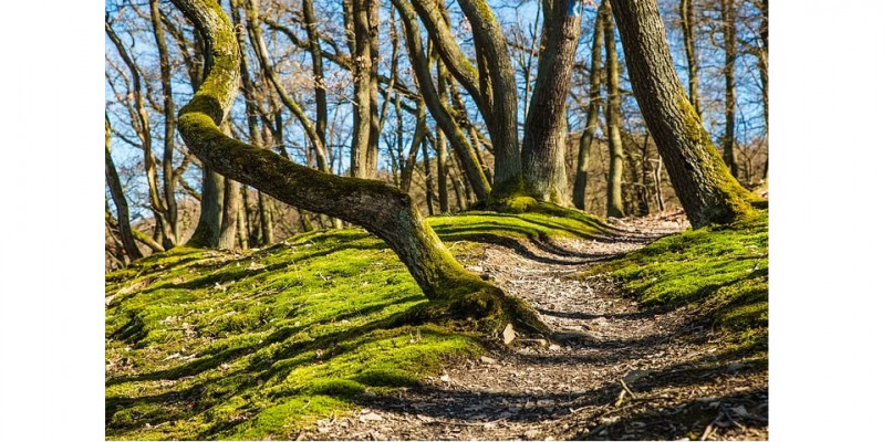Jak bezpiecznie wybrać się do lasu w czasie epidemii?