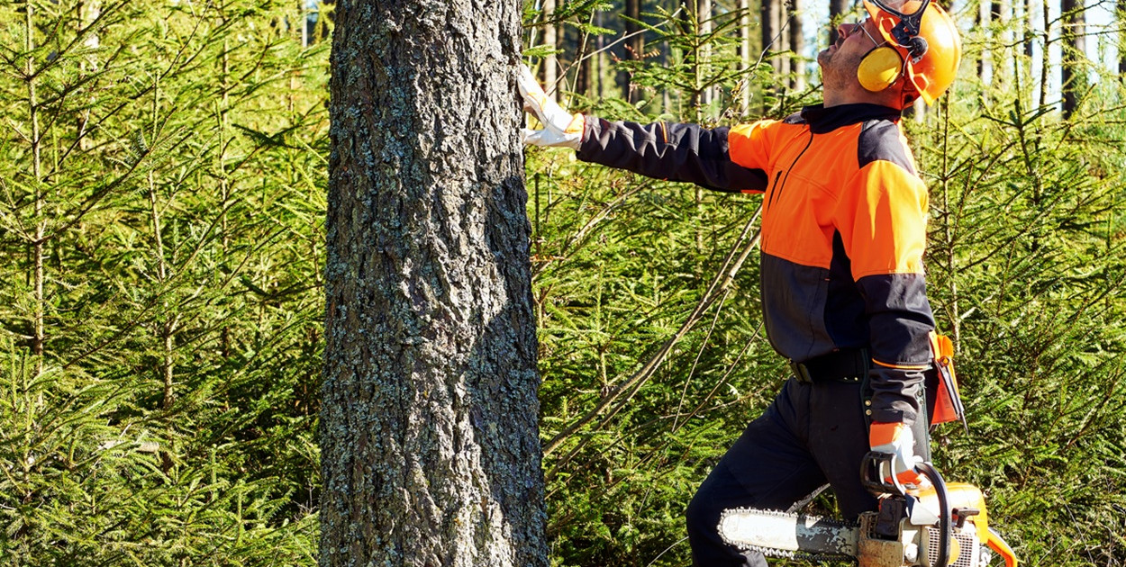 DRZEWOŁAZ pielęgnacja / wycinka drzew Kraków