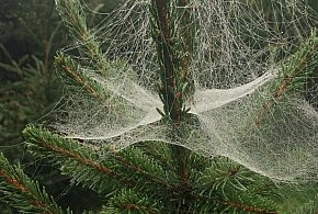 Kupujesz żywą choinkę na święta? Ten szczegół łatwo przeoczyć-17398