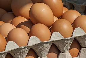 Salmonella wykryta w jajach! GIS wydał pilne ostrzeżenie-17419