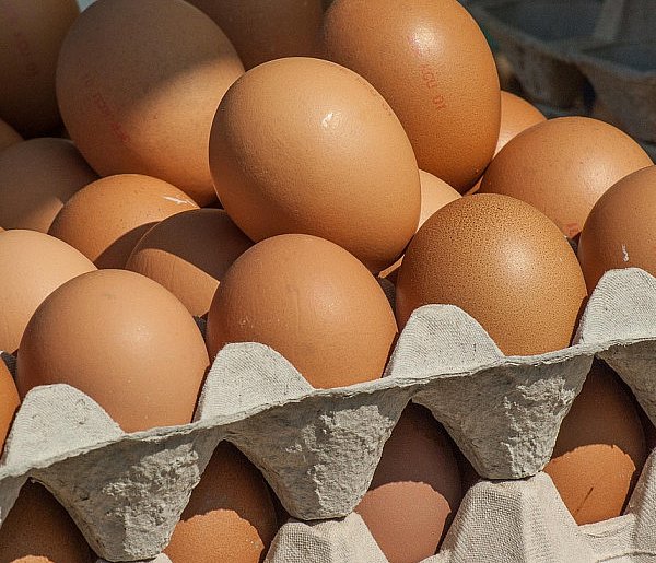 Salmonella wykryta w jajach! GIS wydał pilne ostrzeżenie-17419